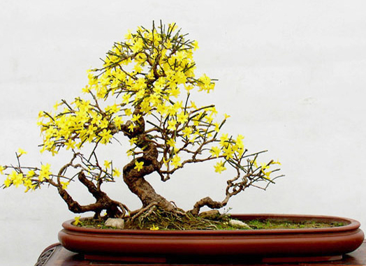 迎春花盆景如何制作 迎春花盆景如何制作