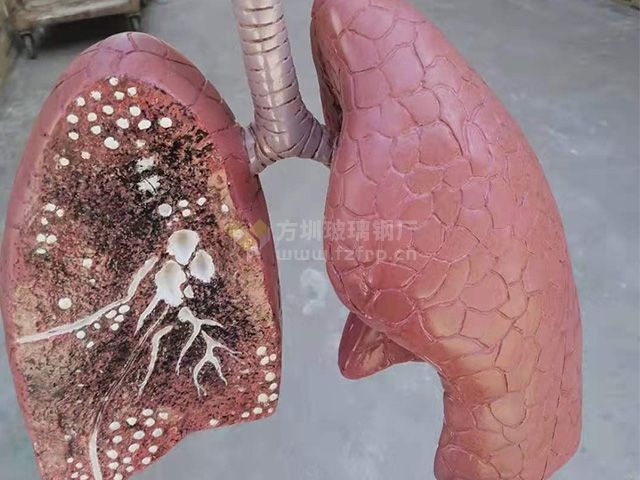 玻璃钢仿真人体器官肺雕塑模型
